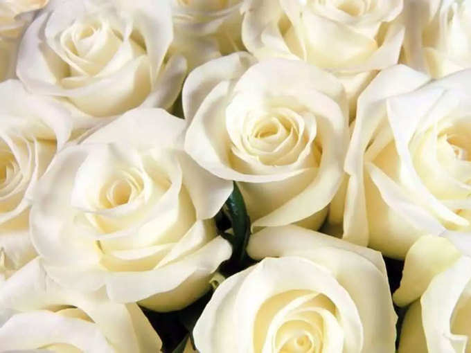 सफेद गुलाब (White Rose): मेरे लिए तुम परफेक्ट हो