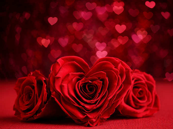 लाल गुलाब (Red Rose): मुझे तुमसे प्यार है
