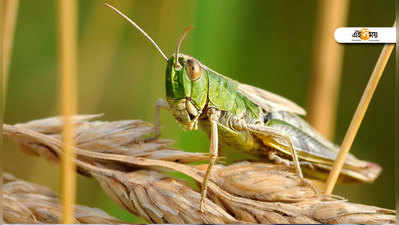 পঙ্গপাল হানায় সতর্কতা জারি