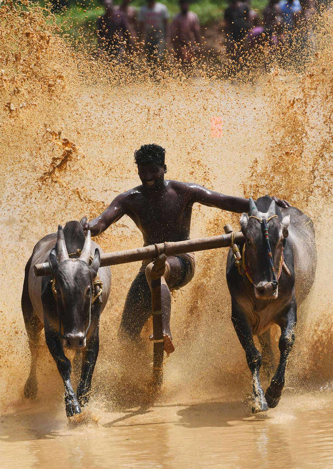 Best photos from Kalapoottu bull-running festival 