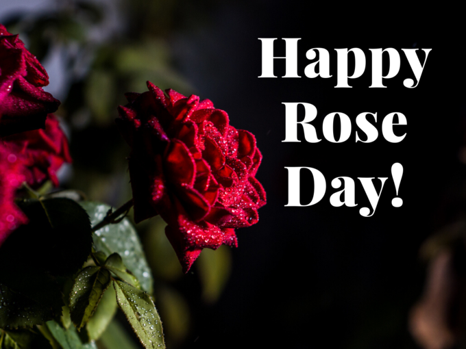 Happy Rose Day