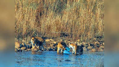 कॉर्बेट टाइगर रिजर्व में प्लास्टिक चबाते दिखे बाघ, जांच के आदेश