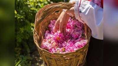 Happy Rose Day: റോസാപ്പൂ വസന്തമൊരുക്കാൻ റോസ് ഗാർഡൻ