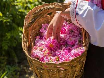 Happy Rose Day: റോസാപ്പൂ വസന്തമൊരുക്കാൻ റോസ് ഗാർഡൻ