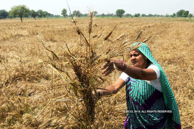 India hikes wheat import duty to support local farmers