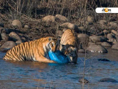 করবেট টাইগার রিজার্ভে প্লাস্টিকের ড্রাম চিবোচ্ছে বাঘিনী!