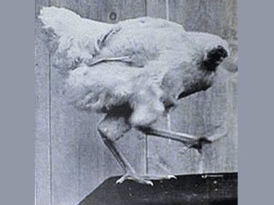 गजब: गर्दन कटी, फिर भी 18 महीने जिंदा रहा यह मुर्गा