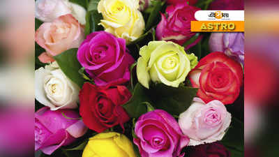 Rose Day: সঙ্গীকে দেবেন কেমন গোলাপ? রাশি অনুযায়ী জেনে নিন