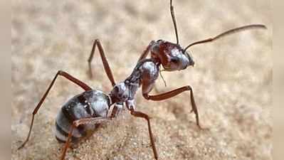 Silver Ant: આ છે દુનિયાની સૌથી વધુ ઝડપે દોડનારી કીડી