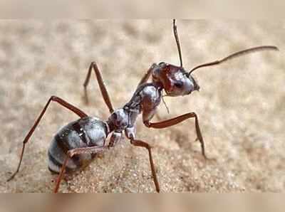 Silver Ant: આ છે દુનિયાની સૌથી વધુ ઝડપે દોડનારી કીડી