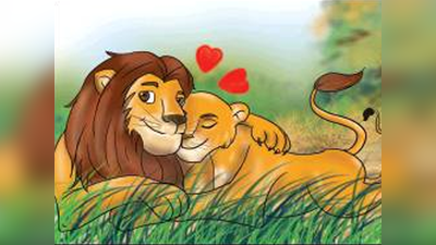 गर्लफ्रेंड से डेटिंग के लिए गुजरात में हर पखवाड़े 60 किमी की दूरी नाप रहा जंगल का राजा शेर