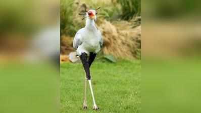 Worlds Sexiest Bird : ತನ್ನ ಸ್ಟೈಲ್‌ನಿಂದಲೇ ಮನ ಸೆಳೆಯುತ್ತದೆ ವಿಶ್ವದ ಸೆಕ್ಸಿಯೆಸ್ಟ್‌ ಹಕ್ಕಿ...!