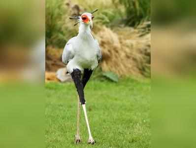 Worlds Sexiest Bird : ತನ್ನ ಸ್ಟೈಲ್‌ನಿಂದಲೇ ಮನ ಸೆಳೆಯುತ್ತದೆ ವಿಶ್ವದ ಸೆಕ್ಸಿಯೆಸ್ಟ್‌ ಹಕ್ಕಿ...!