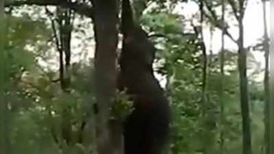 વિડીયો: ભૂખ્યા થયેલા હાથીએ આ રીતે જાતે વૃક્ષ પરથી તોડ્યું ફણસ