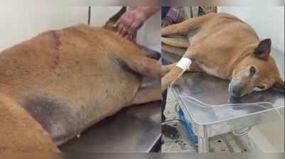 માનવતા મરી પરવારીઃ ક્રૂર ડોક્ટરે ગલીના કૂતરાને એર ગનથી ત્રણ ગોળી મારી