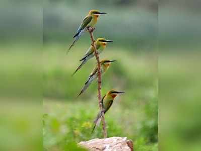 ಹಕ್ಕಿ ಹಾರುತ್ತಿಲ್ಲನೋಡಿದ್ದೀರಾ...!