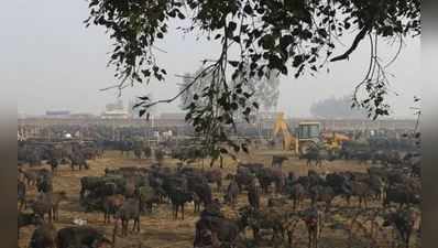 48 કલાકમાં 30 હજાર પ્રાણીઓની બલિ ચઢાવાઈ, આ મંદિરની દુનિયાભરમાં ચર્ચા