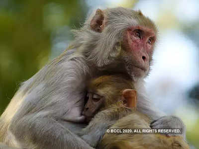 शिमला के बंदरों को विदेश भेजना चाहते थे अंग्रेज, गांधीजी ने किया था विरोध