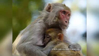 शिमला के बंदरों को विदेश भेजना चाहते थे अंग्रेज, गांधीजी ने किया था विरोध