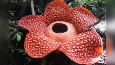 ઈન્ડોનેશિયામાં ઉગી નીકળ્યું દુનિયાનું સૌથી મોટું ફૂલ, જુઓ ફોટોગ્રાફ્સ