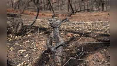 ઓસ્ટ્રેલિયાની આગમાં જીવતા ભૂંજાયા પ્રાણીઓ, હાલત જોઈ છૂટી જશે કંપારી 