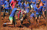 Best pictures from traditional bull-taming sport Jallikattu