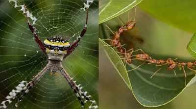 Macro Photography : નાની-નાની વસ્તુઓની મોટી અને ગજબની તસવીરો