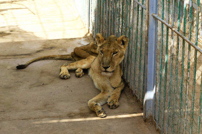 Pictures of malnourished African lions at Sudan Park go viral