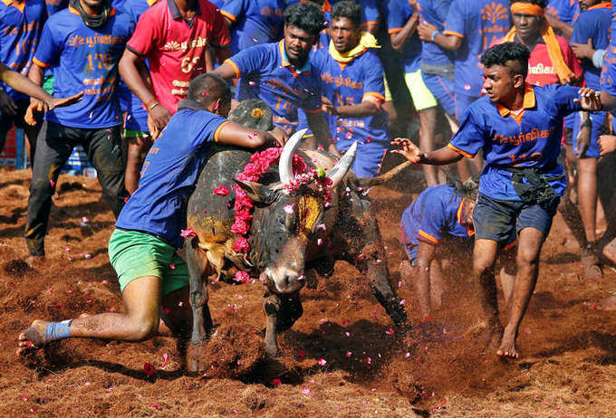 Best pictures from traditional bull-taming sport Jallikattu