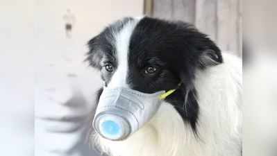 Coronavirus: ચીનમાં આટલો ખોફ!, કૂતરાઓને પણ પહેરાવી દીધા માસ્ક