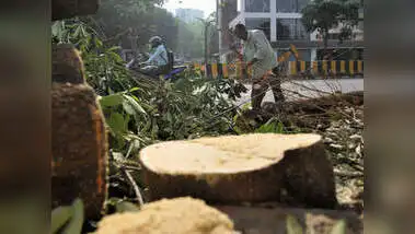 Tree Cutting In Telangana,చెట్ల నరికివేతకు ...