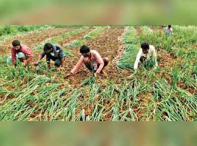 দাম চড়া থাকতেই লাভ পেতে অকালে পেঁয়াজ তুলছেন চাষিরা