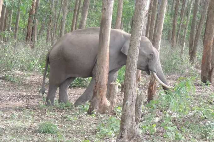 elephant muthanga