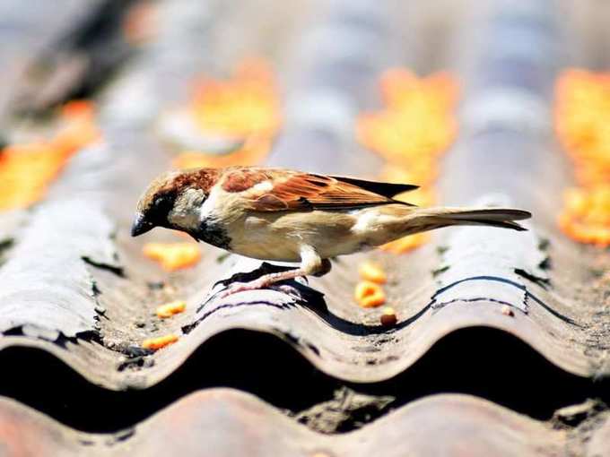 ಮನೆಯೊಳಗೆ ಪಕ್ಷಿಗಳು