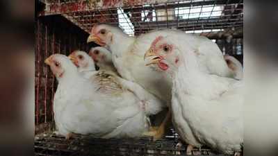 करोना: चिकन खाणंही धोकादायक? सरकारने दिलं स्पष्टीकरण