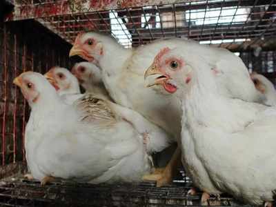 करोना: चिकन खाणंही धोकादायक? सरकारने दिलं स्पष्टीकरण
