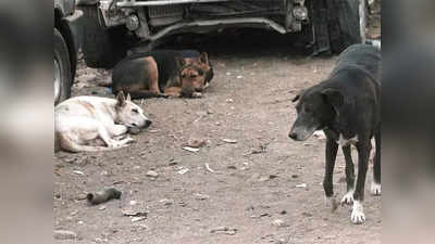 पनवेलमध्ये ३० कुत्र्यांचा संशयास्पद मृत्यू