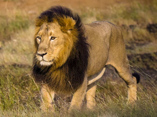 Gir Forest National Park, शेरों की इन रॉयल तस्वीरों को देख हो जाएगा Love At First Sight - gir forest national park and wildlife sanctuary tremendous photos of asiatic lions - Navbharat Times Gir Forest National Park, शेरों की इन रॉयल तस्वीरों को देख हो जाएगा Love At First Sight - gir forest national park and wildlife sanctuary tremendous photos of asiatic lions - Navbharat Times