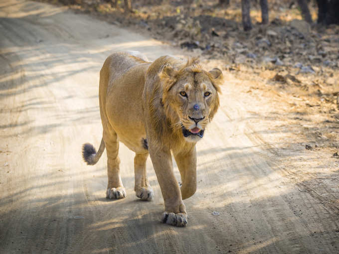 पर्यटकों की संख्या में इजाफा