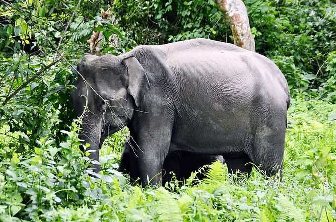 ​ನಮೆರಿ ರಾಷ್ಟ್ರೀಯ ಉದ್ಯಾನವನ