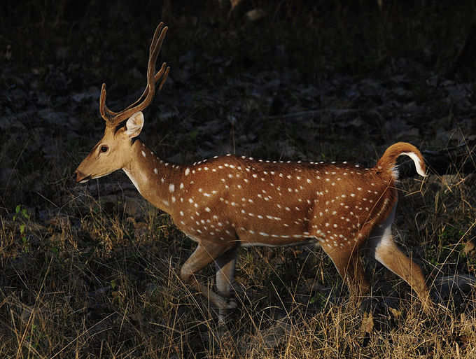 ​ಉದ್ಯಾನವನಕ್ಕೆ ಮರುನಾಮಕರಣ