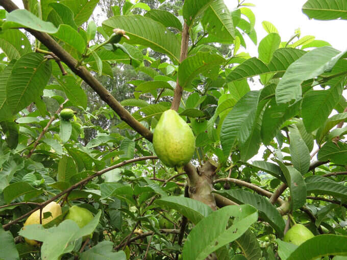 ​ಸೇಬೆ ಎಲೆಗಳು