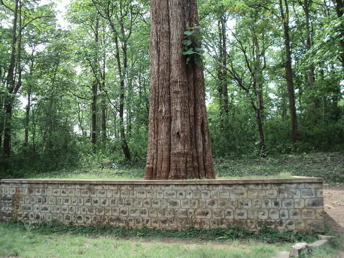 ಪಗ್ಮಾರ್ಕ್ ಟ್ರೈಲ್