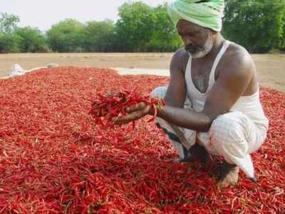 மிளகாய் விவசாயிகளை வாட்டும் கொரோனா!