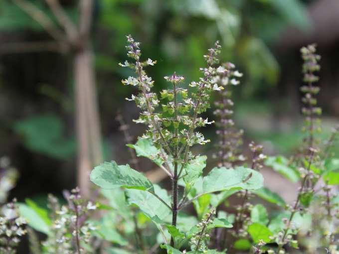 Tulsi