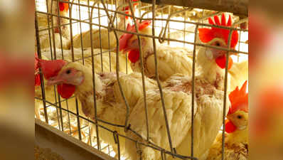 करोना: राज्यात चिकनचा खप ३०० टनांनी घटला!