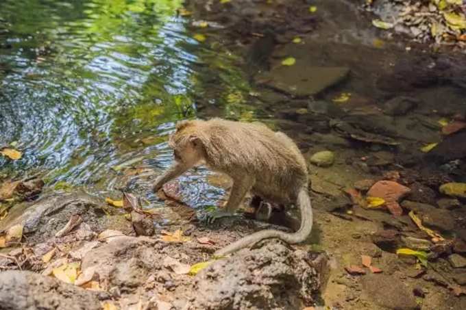 കുരങ്ങന്‍മാരുടെ ദ്വീപ്