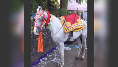 ठाण्यात घोडा उधळला; पाय घसरून मृत्यू