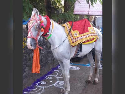 ठाण्यात घोडा उधळला; पाय घसरून मृत्यू