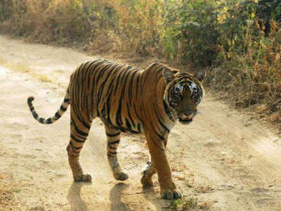 छत्तीसगढ़: बाघ ने किया पर्यटक बस का पीछा, दो जंगल सफारी कर्मचारी बर्खास्त